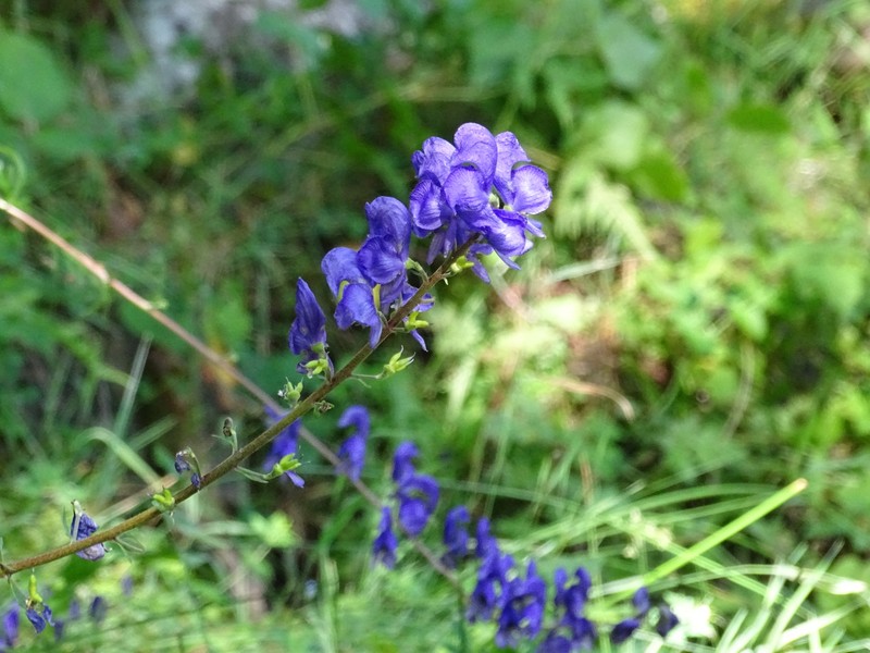 Aconitum castellanum photo 5