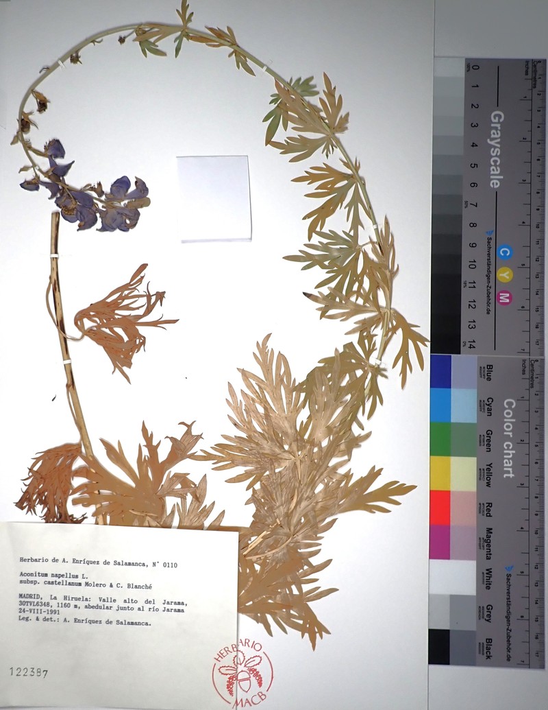 Aconitum castellanum photo 8