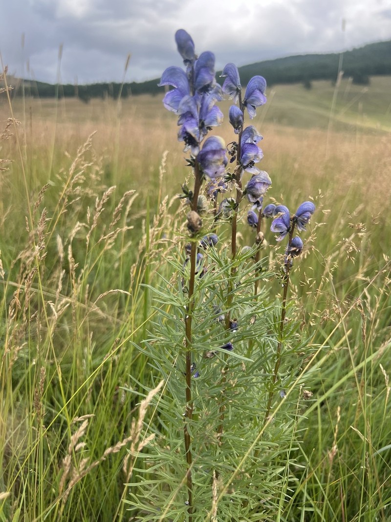 Aconitum chasmanthum
