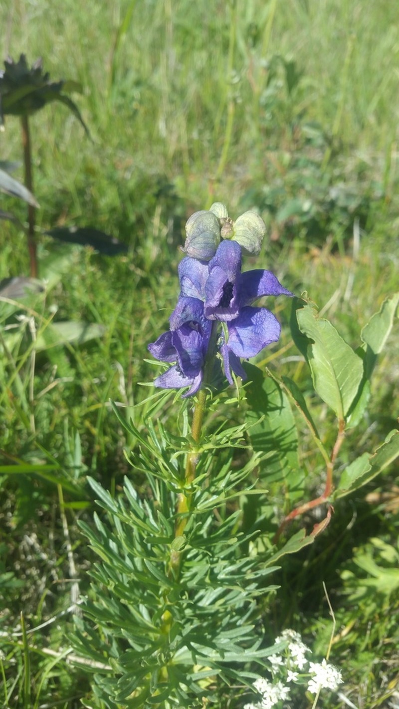 Aconitum chasmanthum photo 2