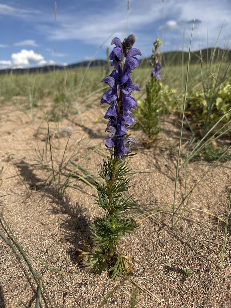 Aconitum chasmanthum photo 3