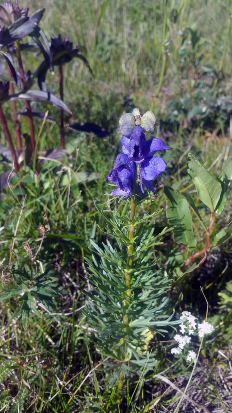 Aconitum chasmanthum photo 4