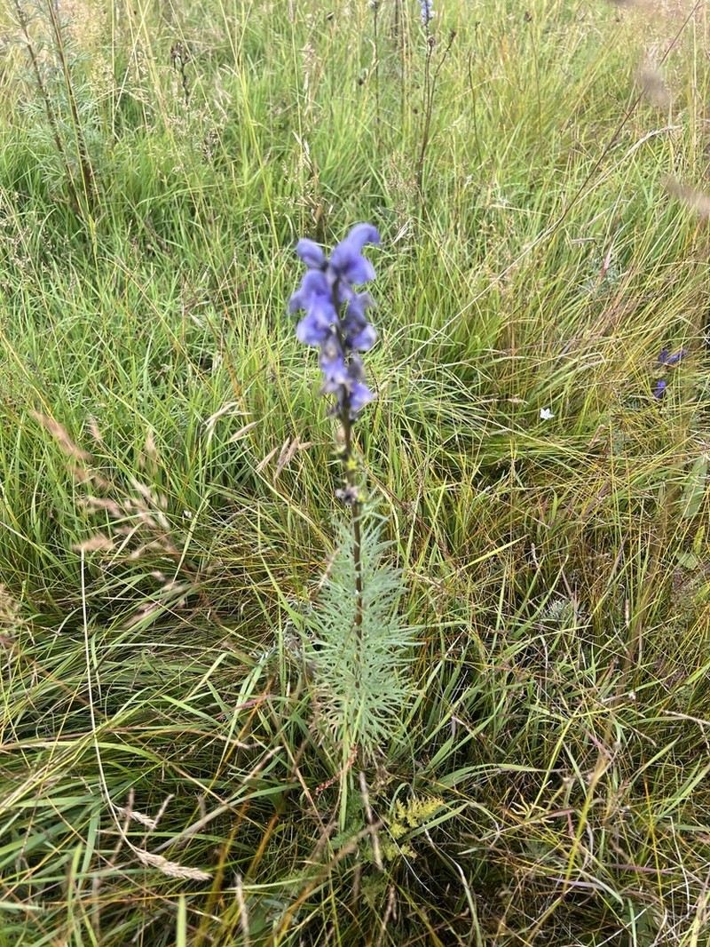 Aconitum chasmanthum photo 5