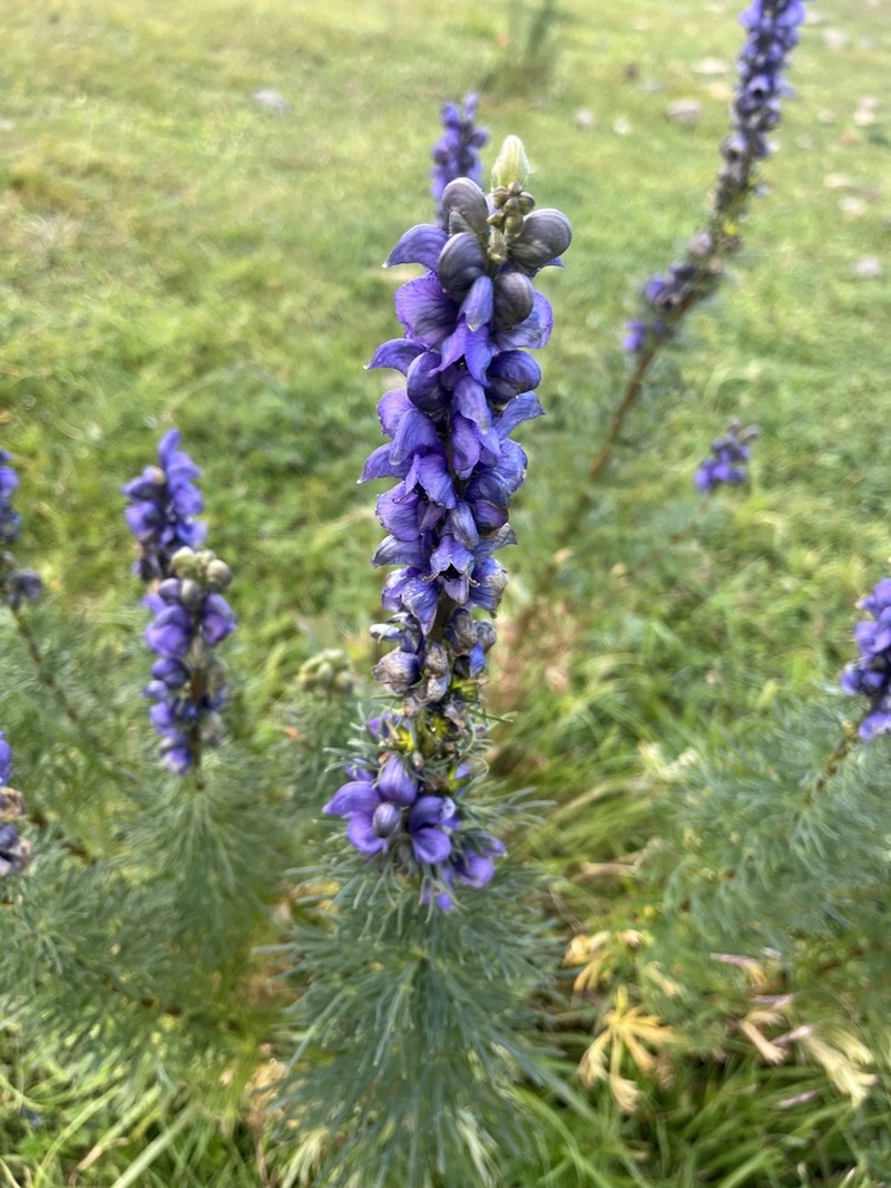 Aconitum chasmanthum photo 6