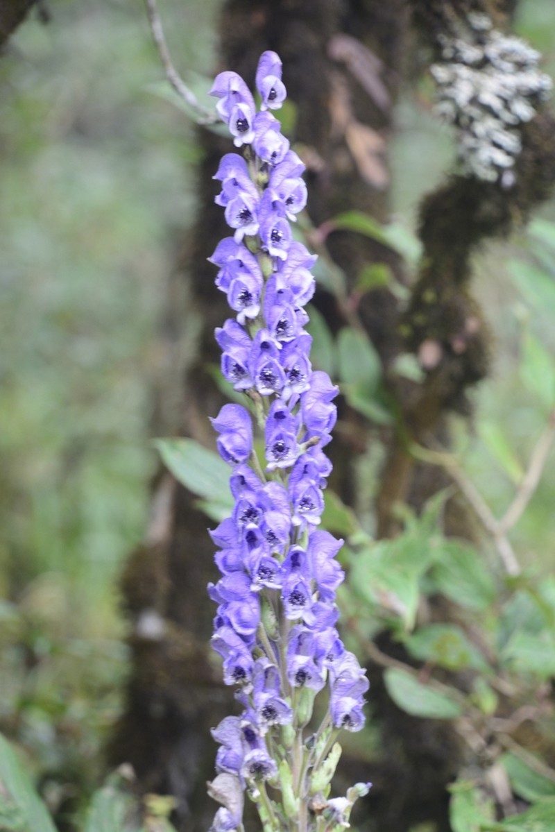Aconitum chasmanthum photo 7