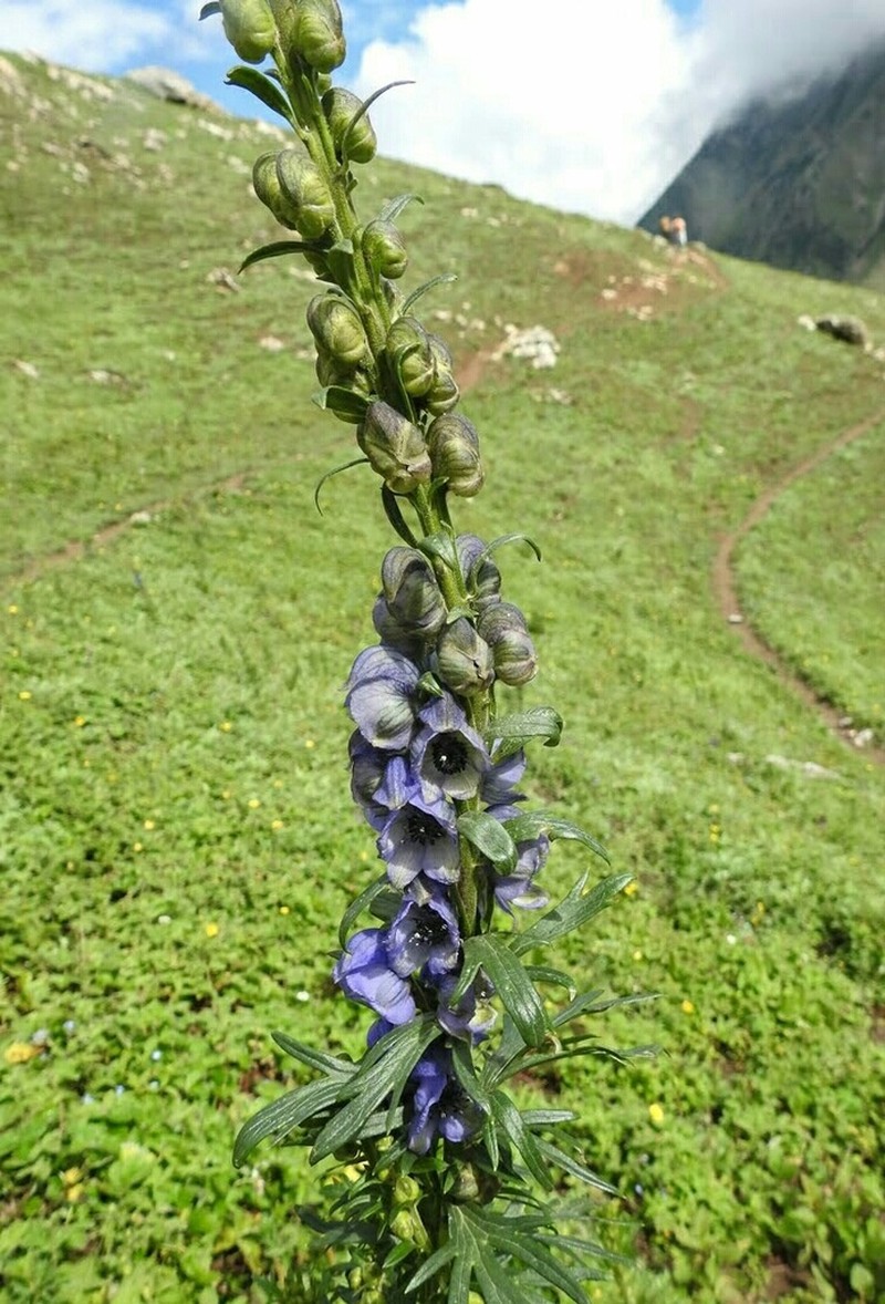 Aconitum chasmanthum photo 8
