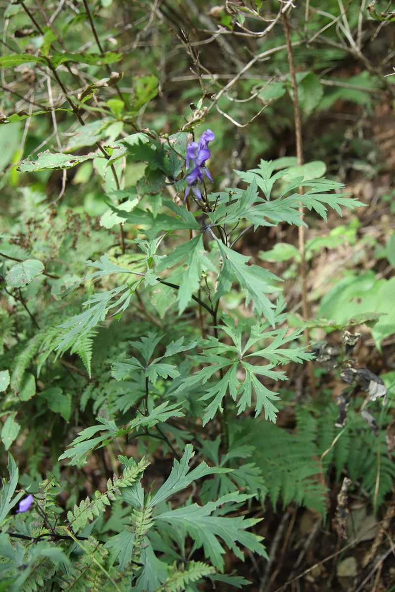 Aconitum chiisanense