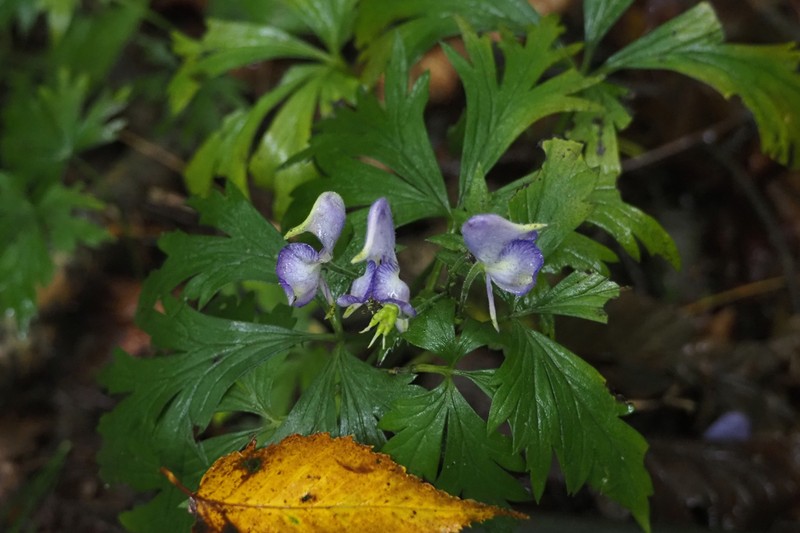 Aconitum chiisanense photo 2