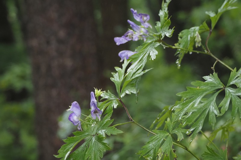 Aconitum chiisanense photo 3