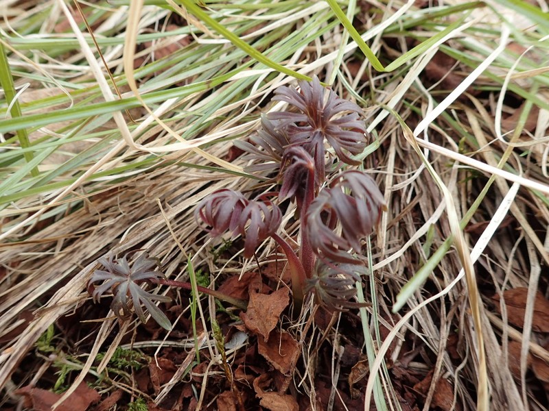 Aconitum chinense photo 2