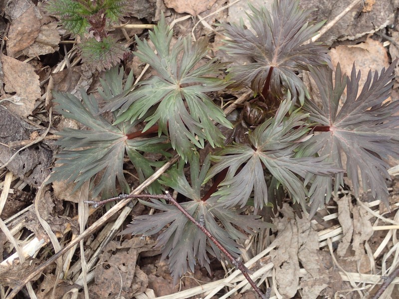 Aconitum chinense photo 3