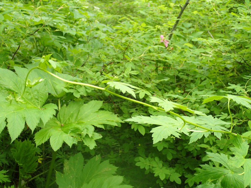 Aconitum chinense photo 4