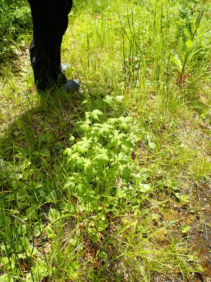 Aconitum chinense photo 5
