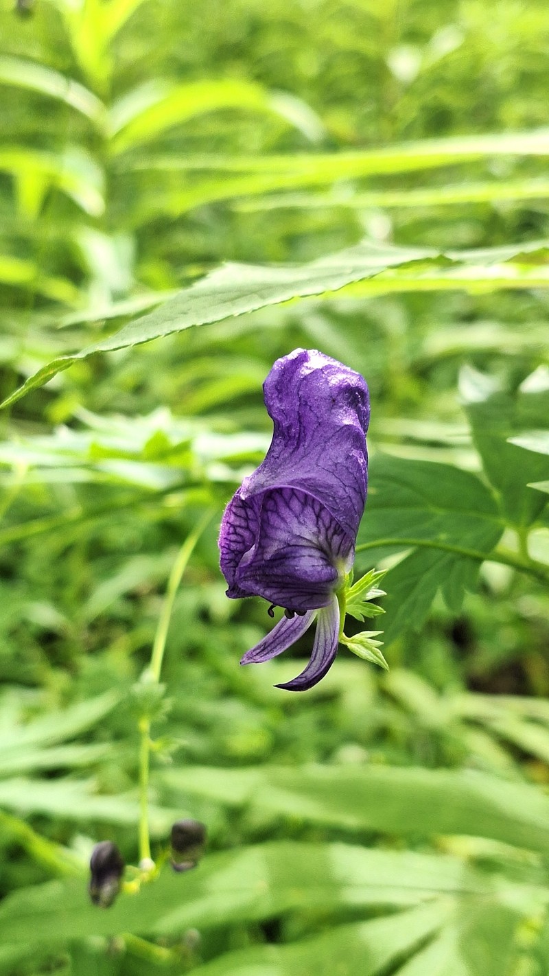 Aconitum chinense photo 6
