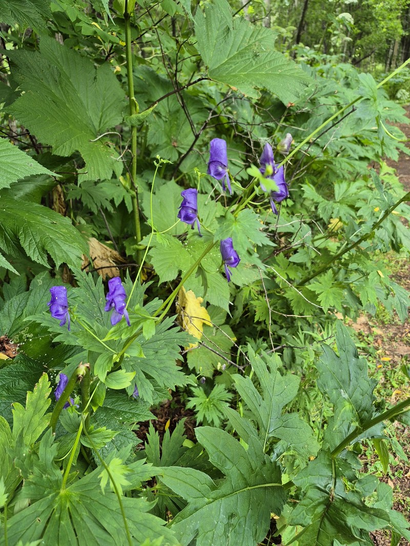 Aconitum chinense photo 7
