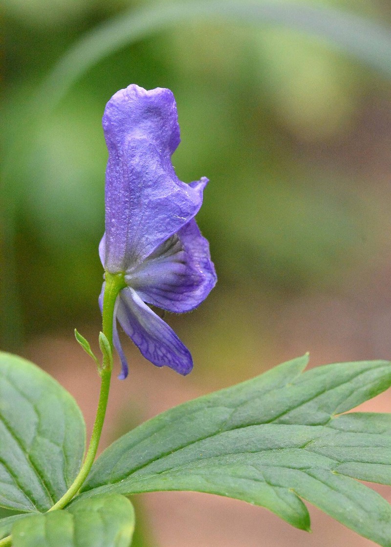 Aconitum chinense photo 8