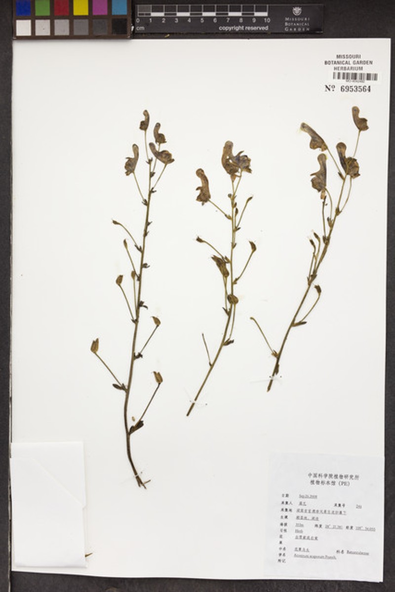 Aconitum chloranthum photo 2
