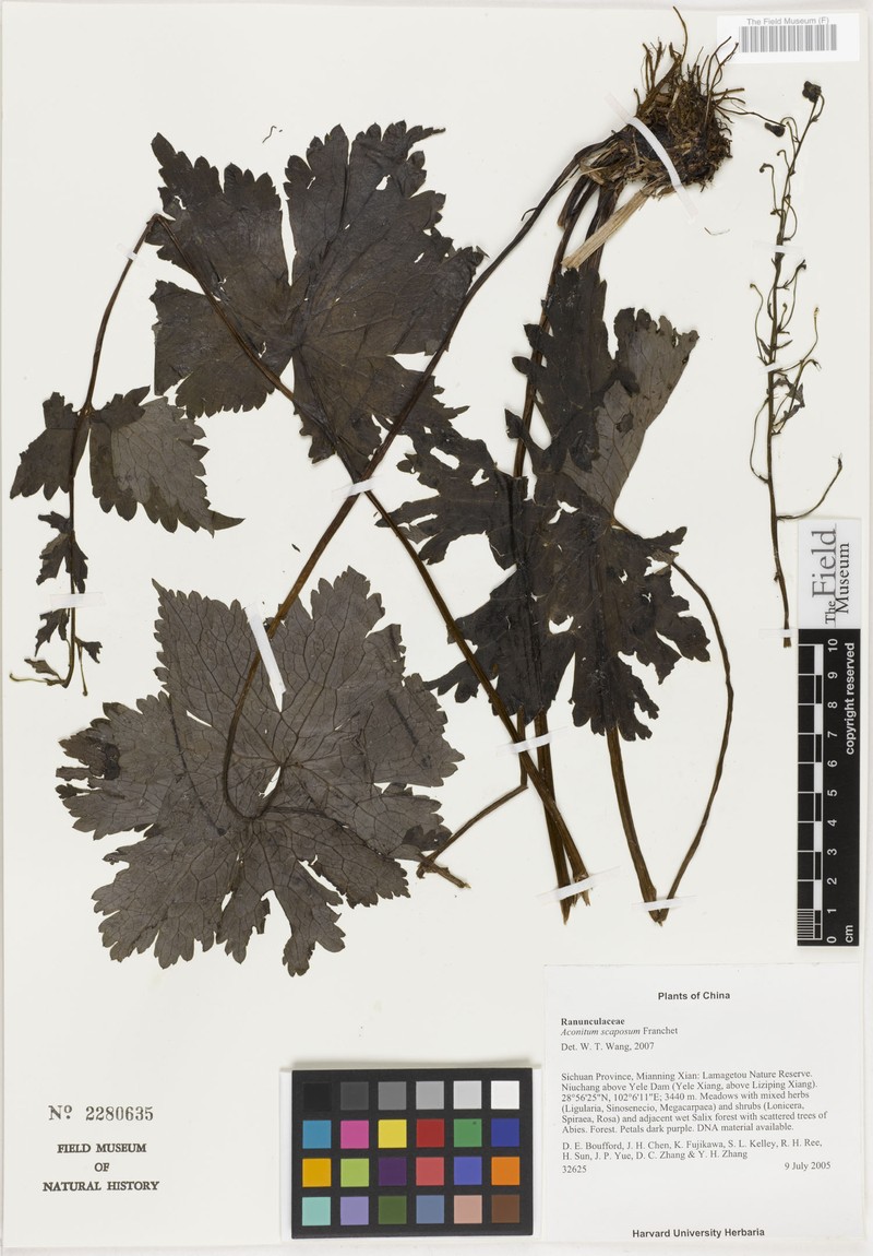Aconitum chloranthum photo 3