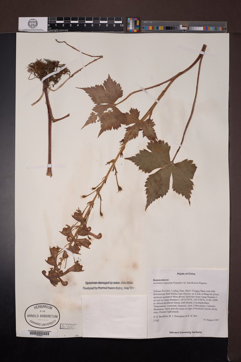 Aconitum chloranthum photo 6
