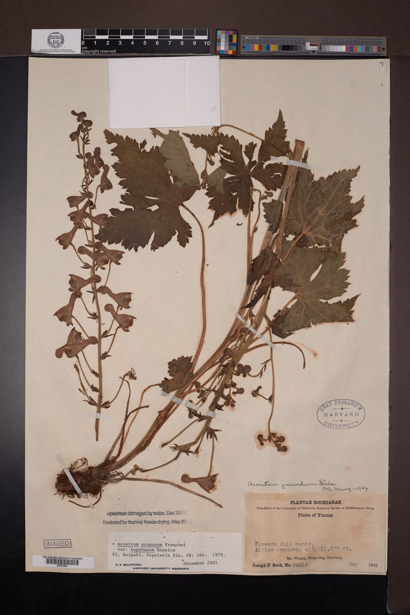 Aconitum chloranthum photo 8