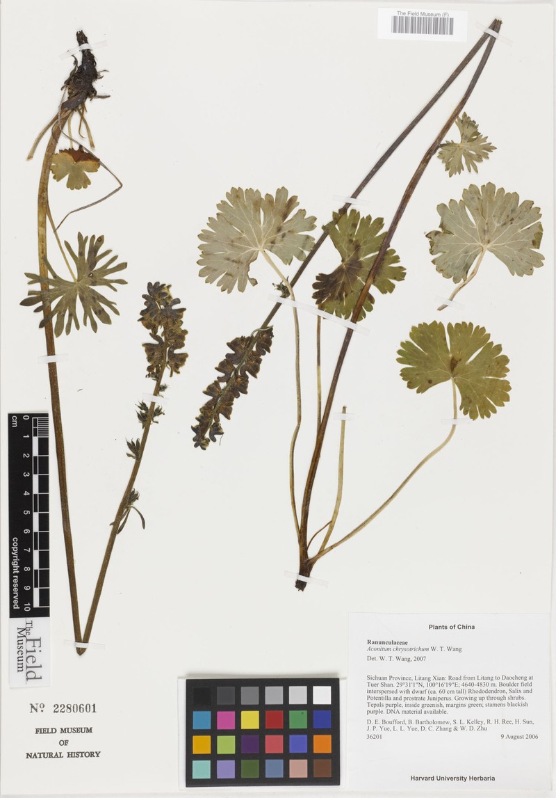 Aconitum chrysotrichum