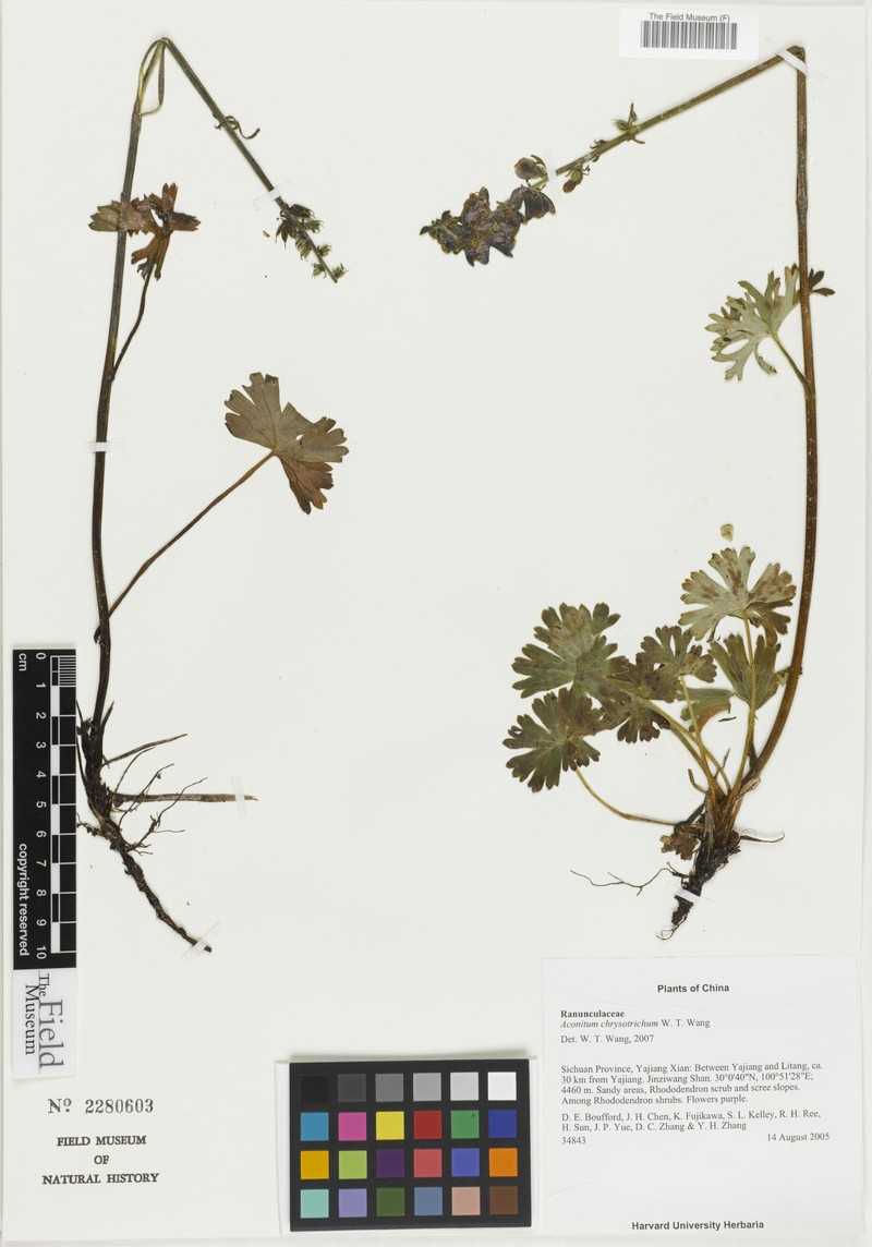 Aconitum chrysotrichum photo 2