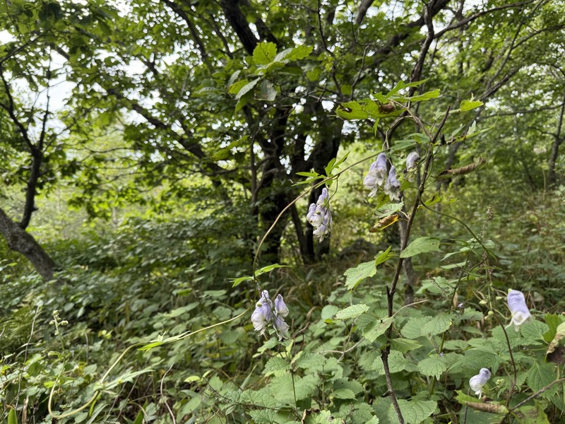 Aconitum ciliare photo 2