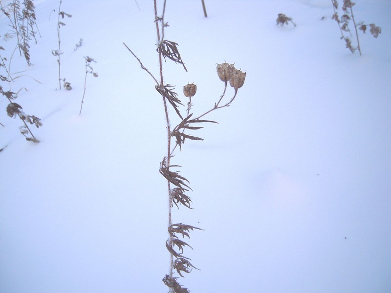 Aconitum ciliare photo 4