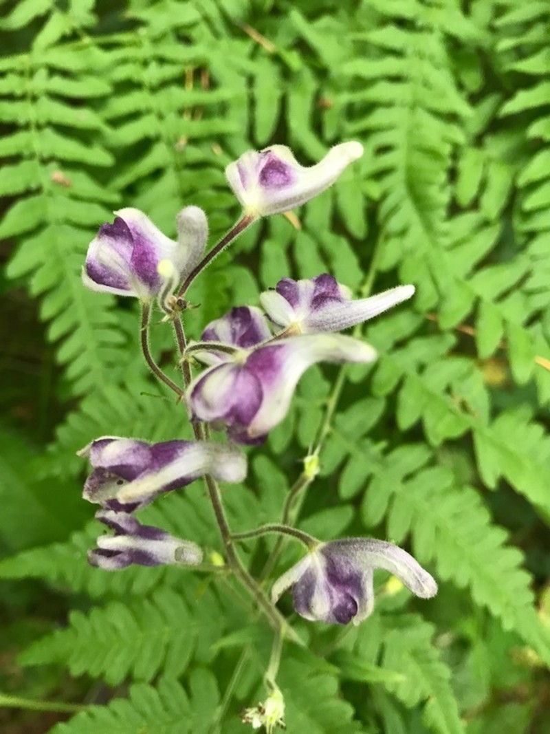 Aconitum ciliare photo 6