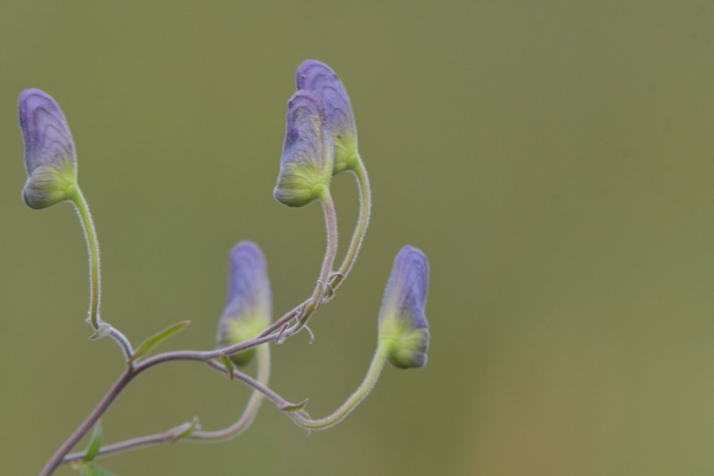 Aconitum ciliare photo 7