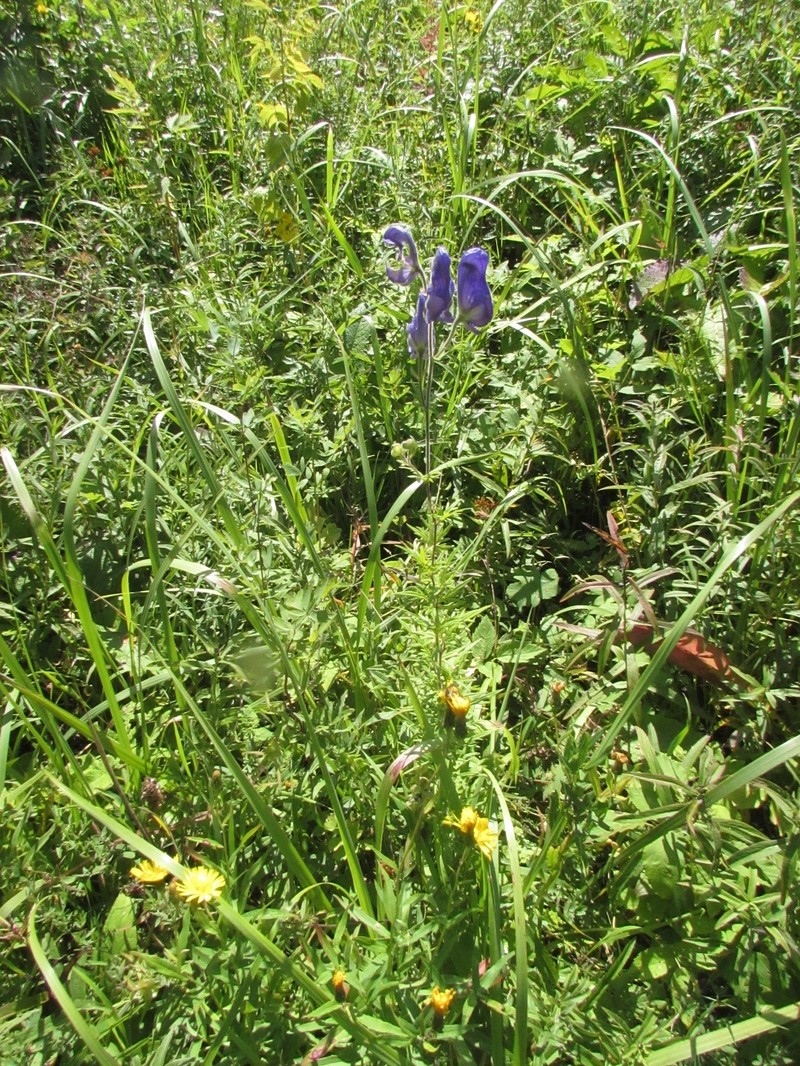 Aconitum ciliare photo 8