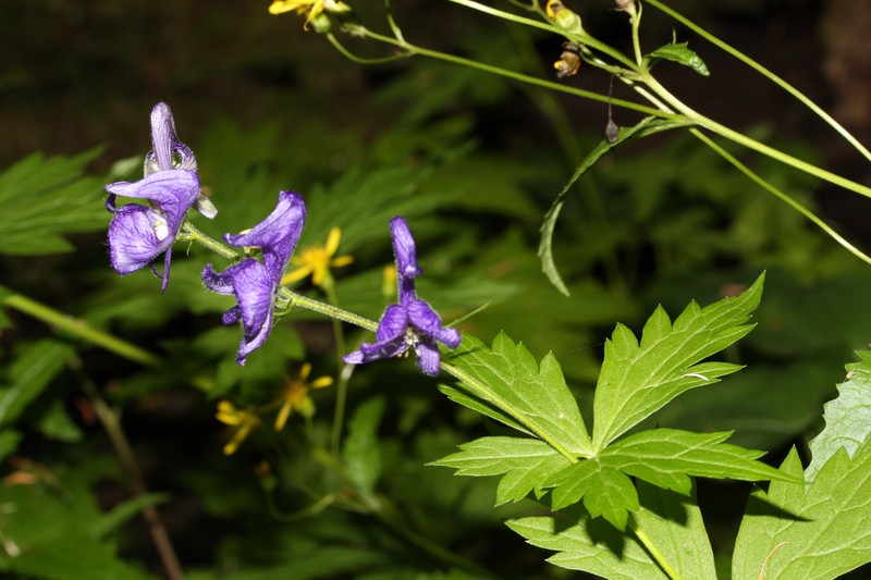 Columbian Monkshood