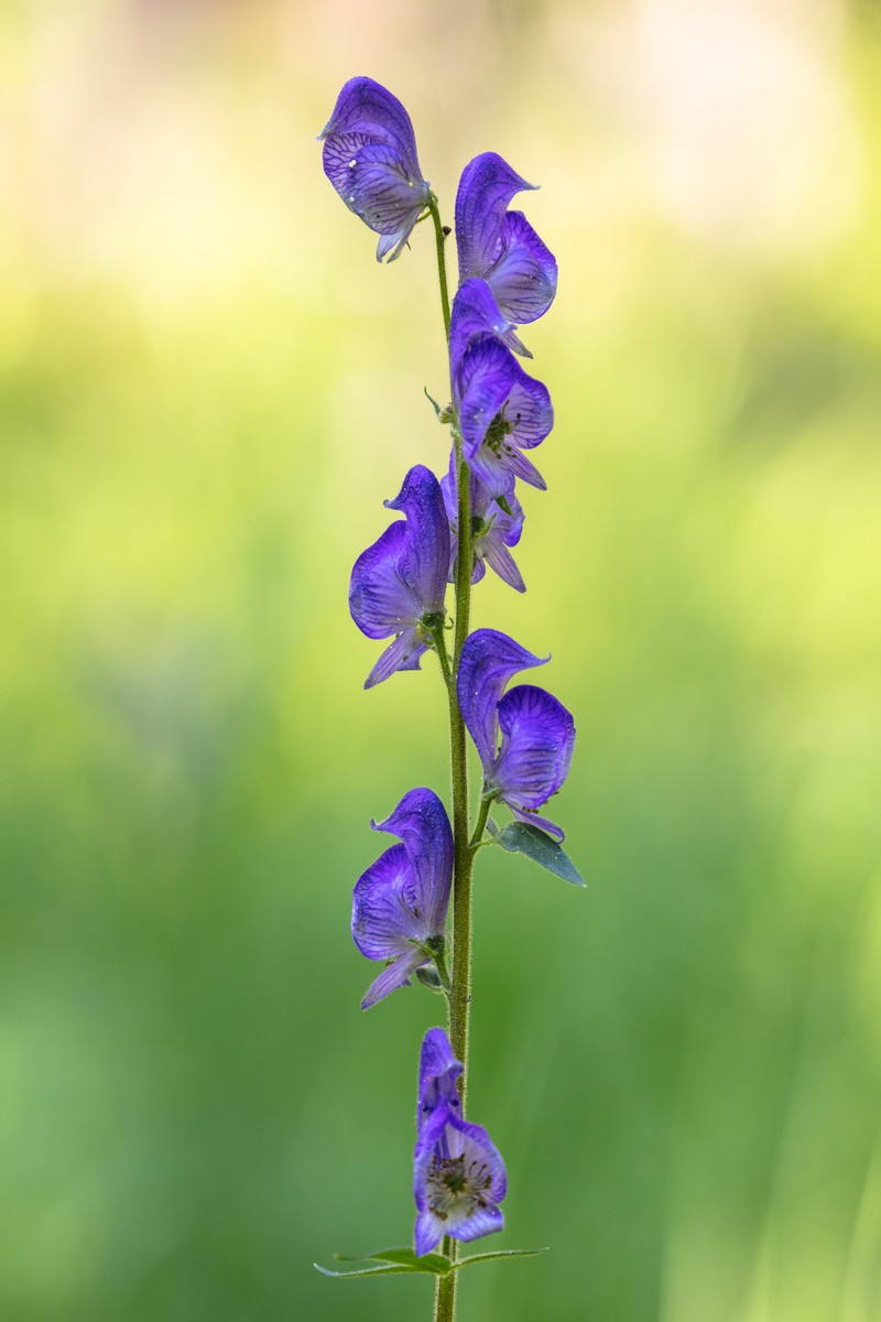 Columbian Monkshood photo 2