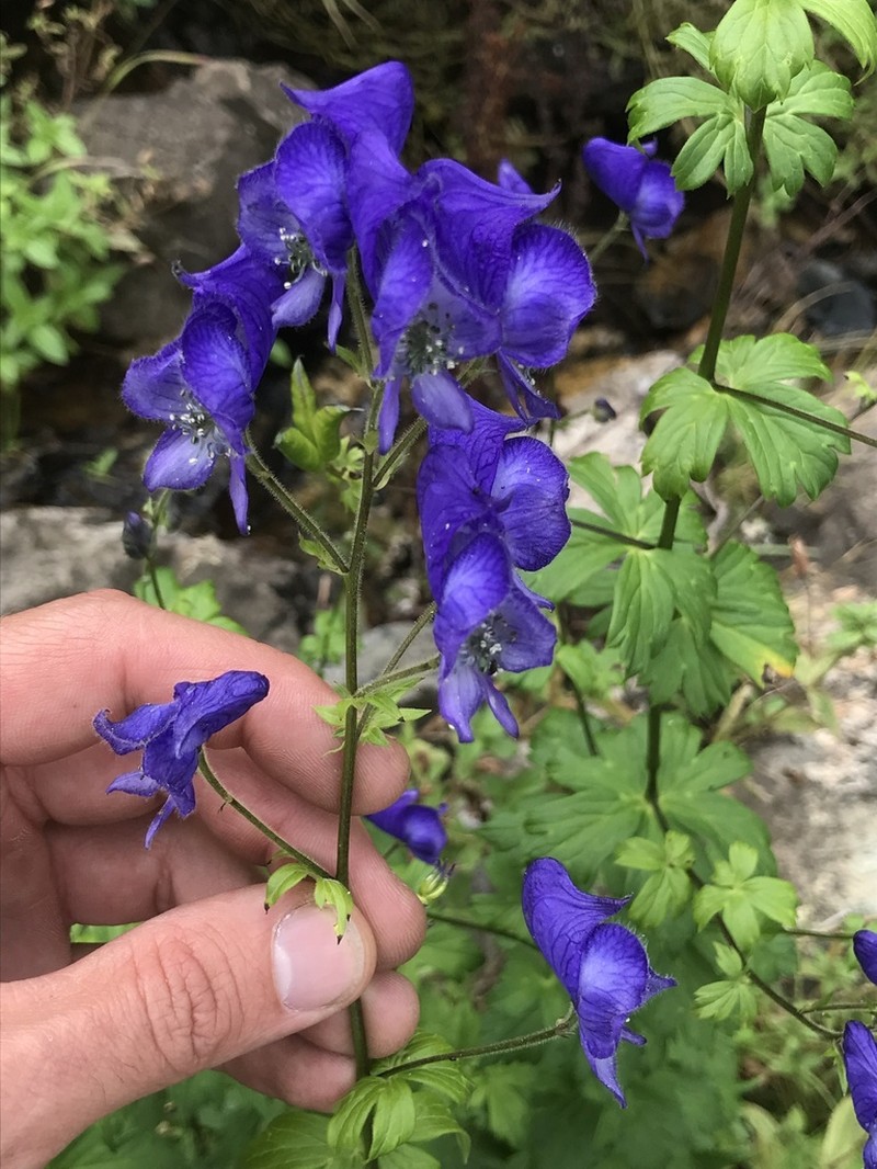 Columbian Monkshood photo 5
