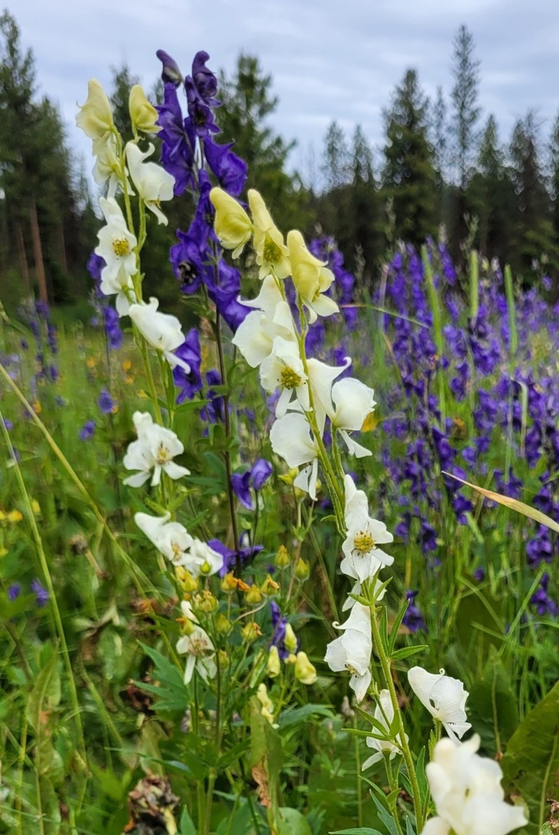 Columbian Monkshood photo 6