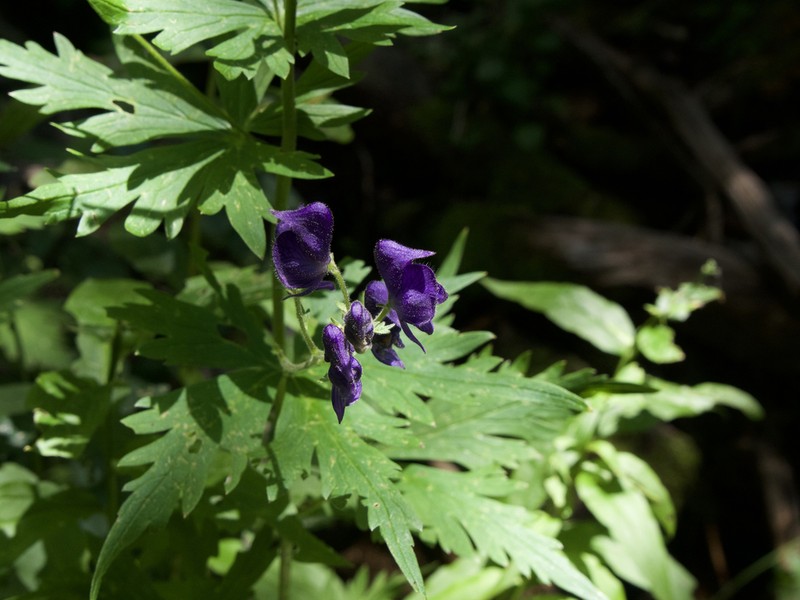 Columbian Monkshood photo 7