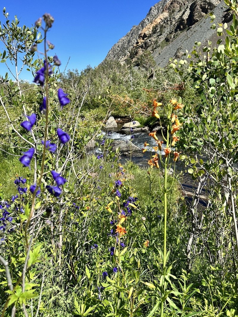 Columbian Monkshood photo 8