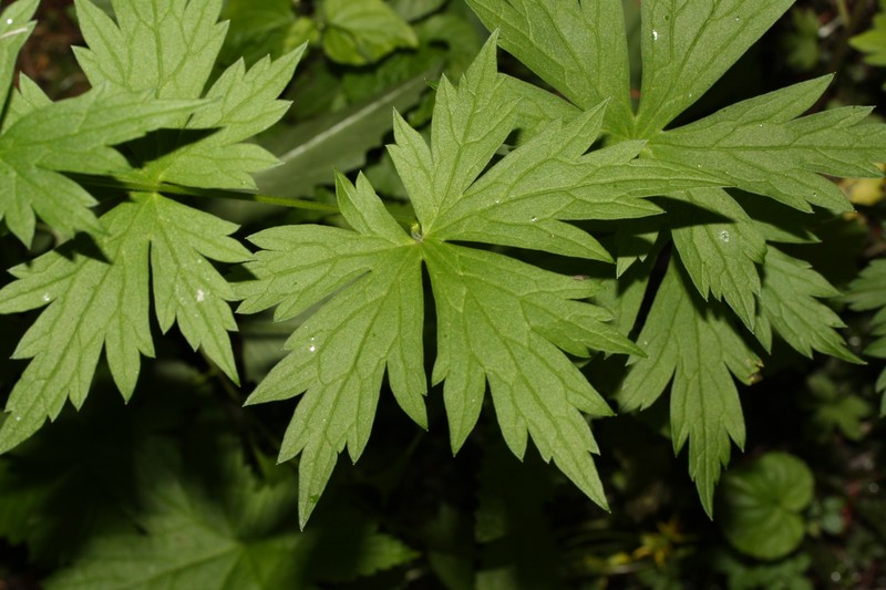 Columbian Monkshood photo 3