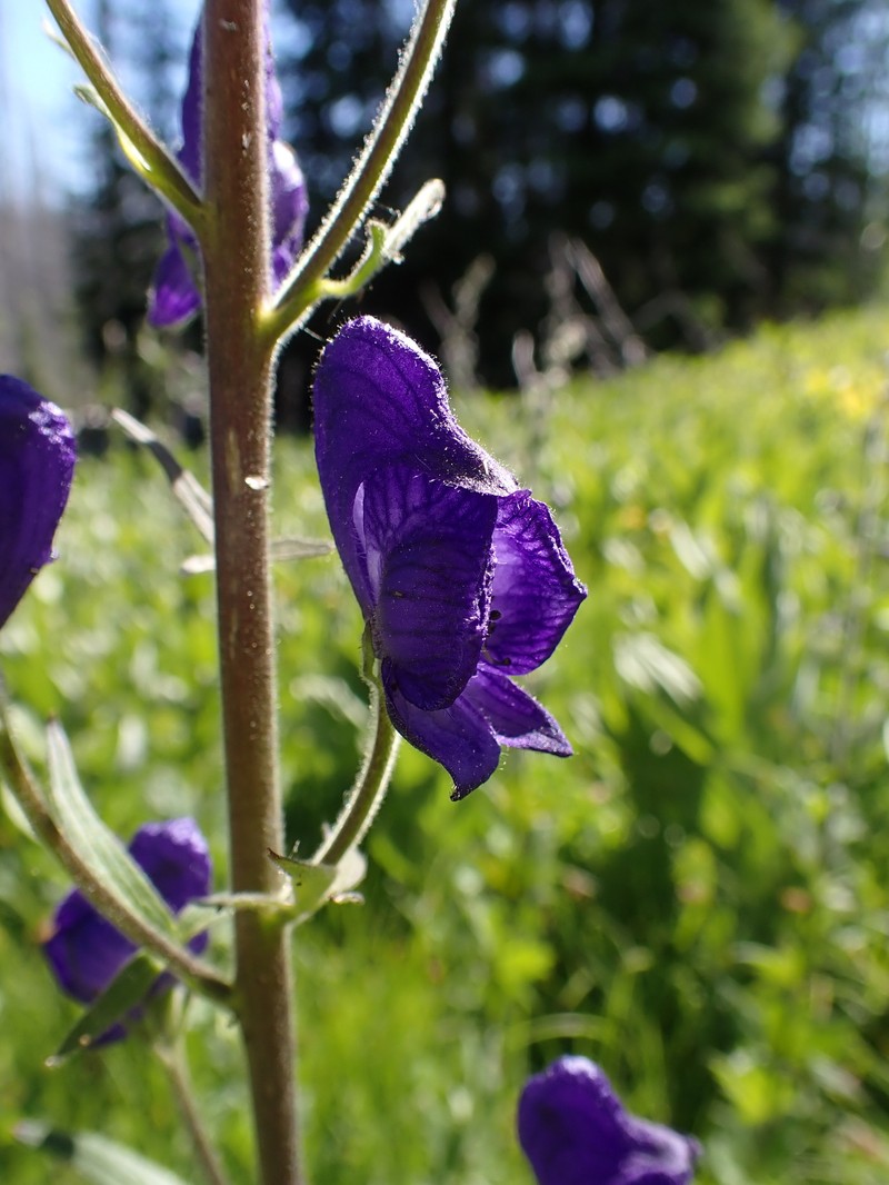 Aconitum columbianum var. columbianum