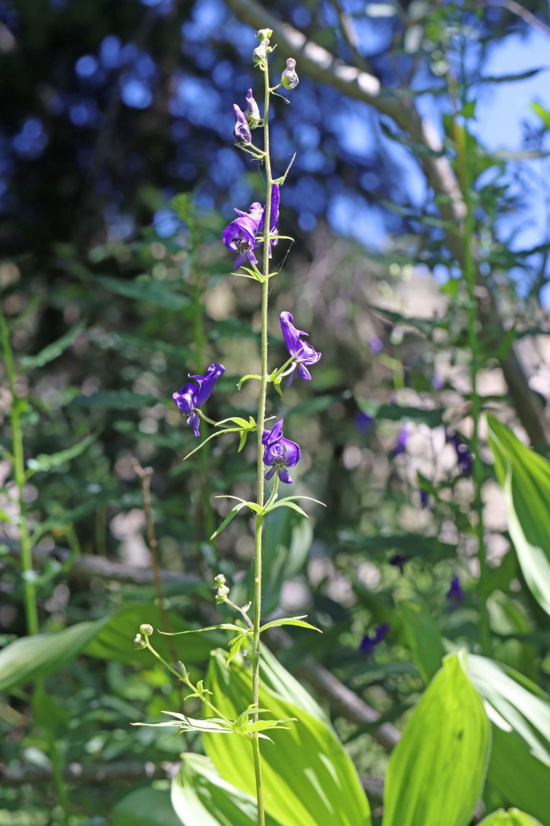 Aconitum columbianum var. columbianum photo 2