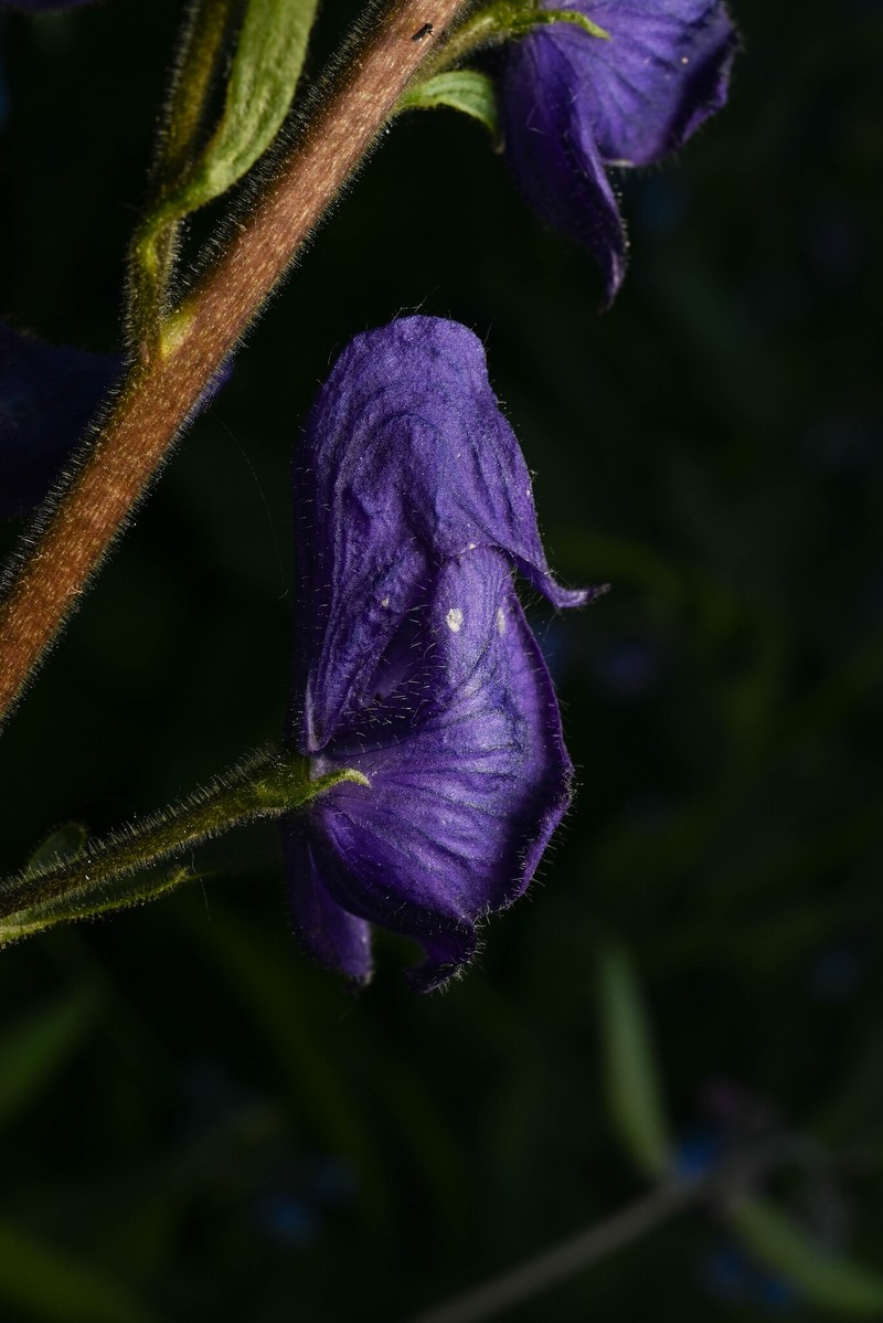 Aconitum columbianum var. columbianum photo 3