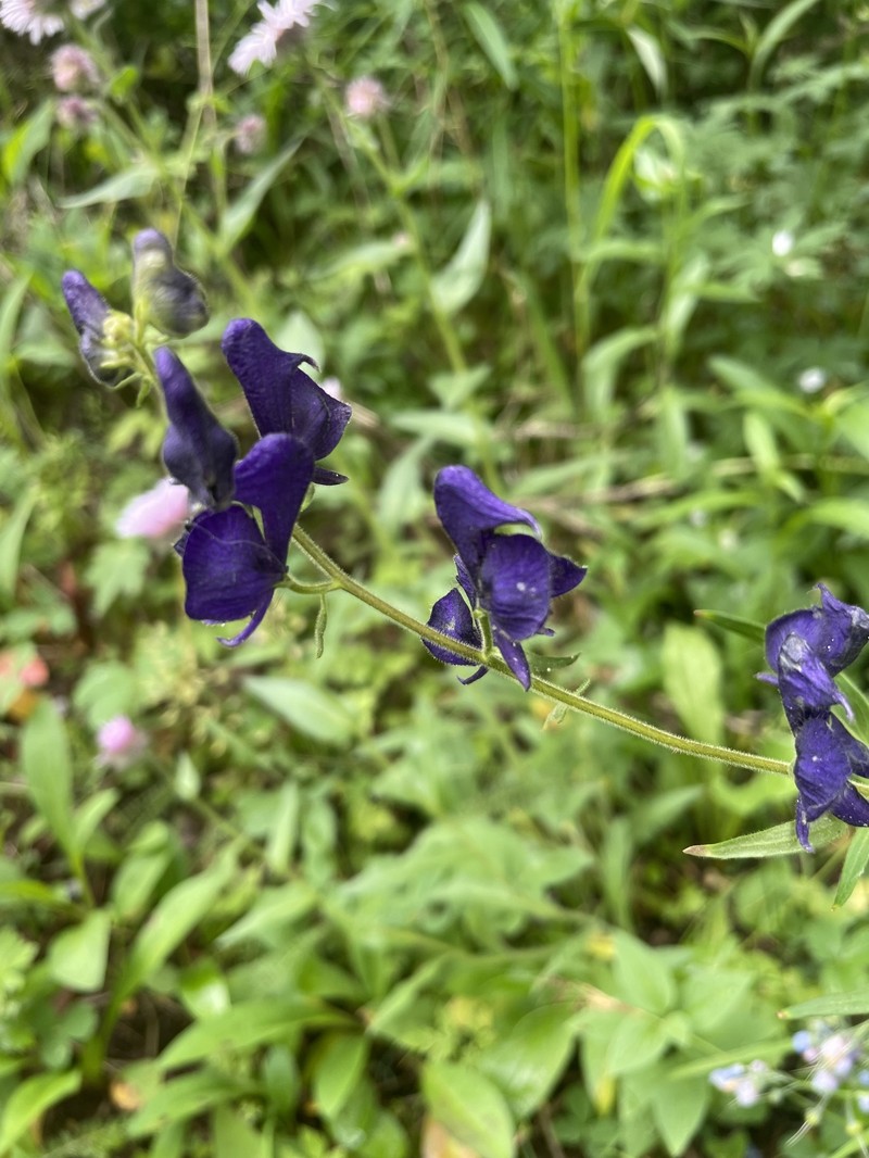 Aconitum columbianum var. columbianum photo 4
