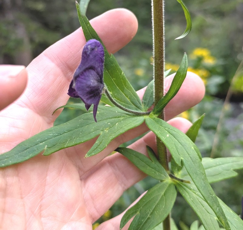 Aconitum columbianum var. columbianum photo 5