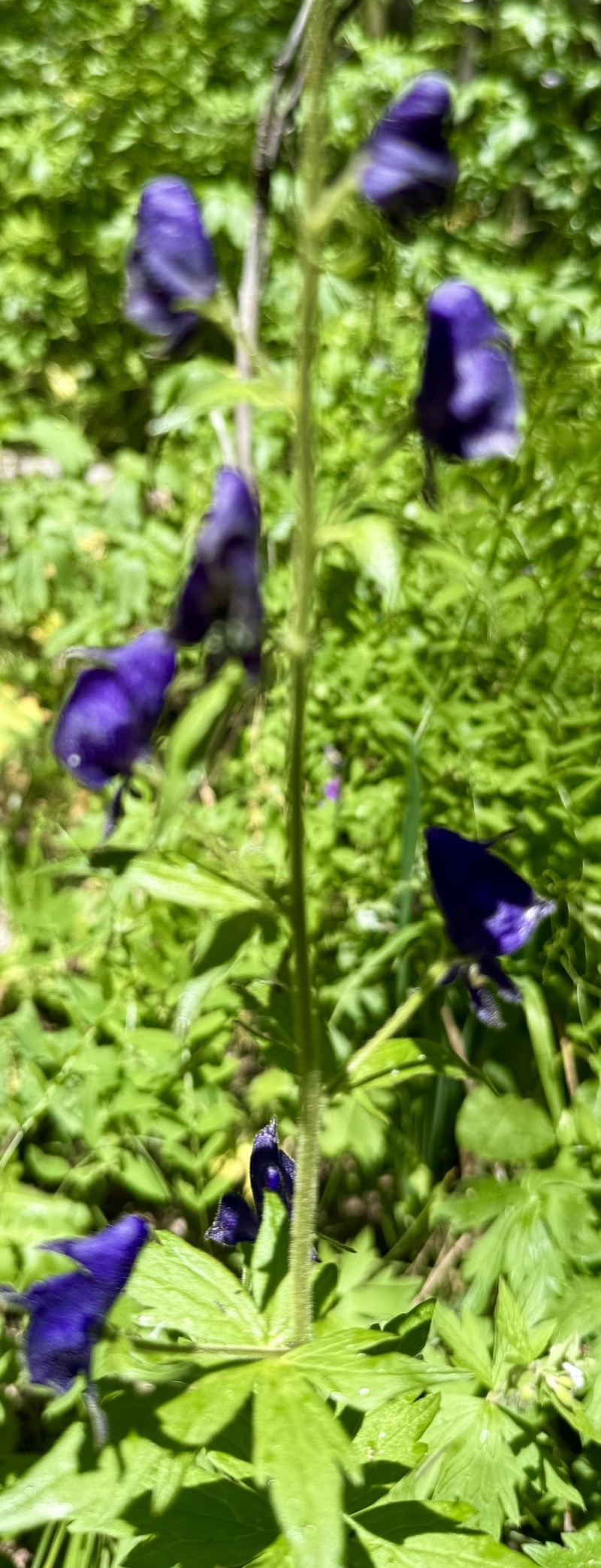 Aconitum columbianum var. columbianum photo 6
