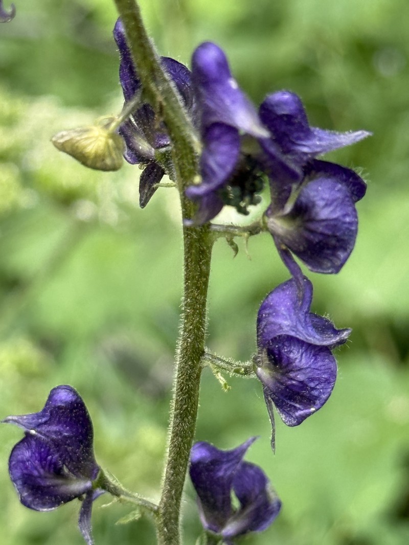 Aconitum columbianum var. columbianum photo 7
