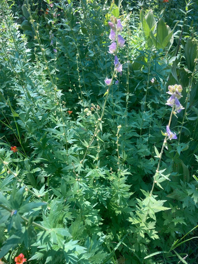 Aconitum columbianum var. howellii