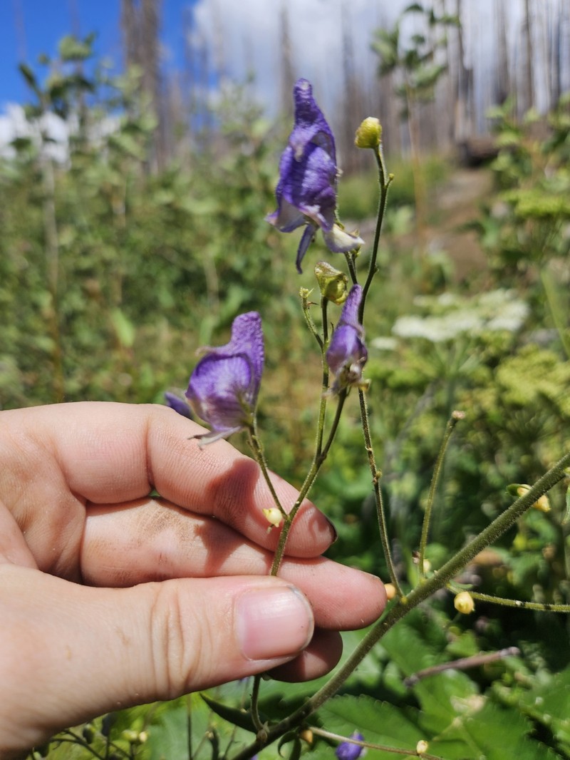 Aconitum columbianum var. howellii photo 2