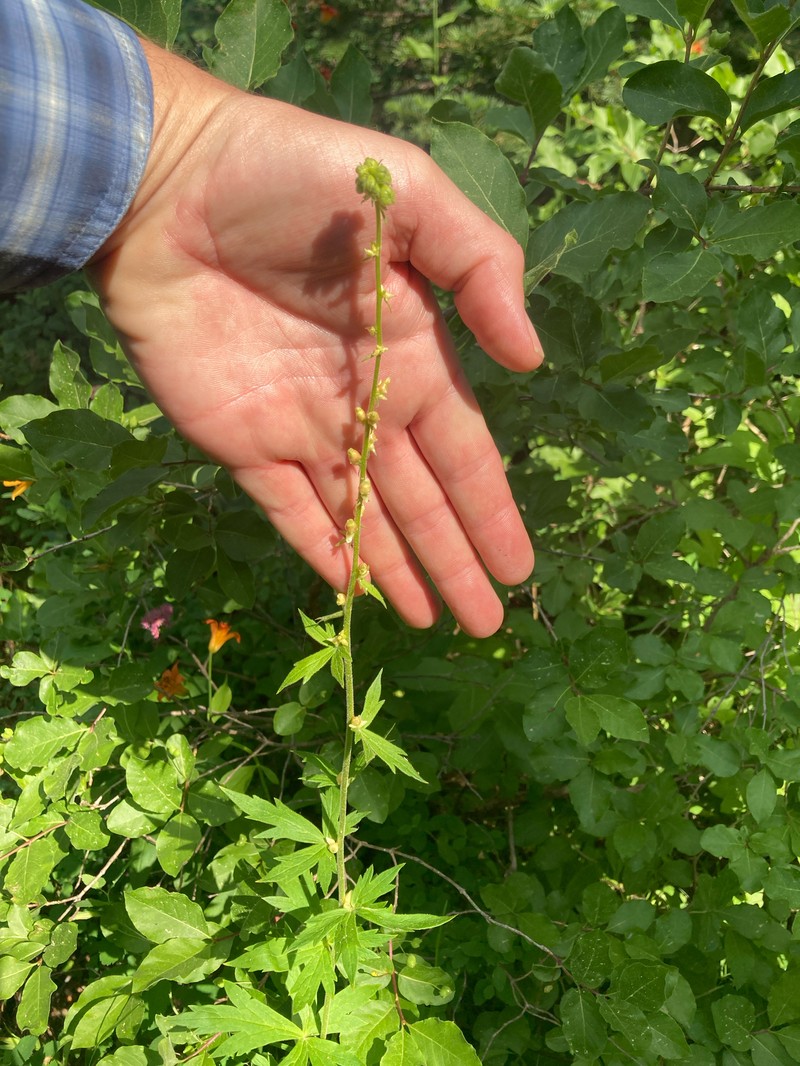 Aconitum columbianum var. howellii photo 3