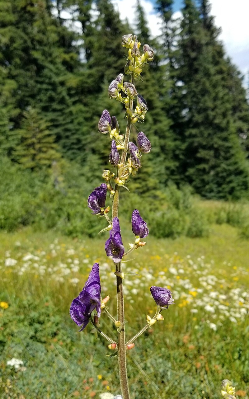 Aconitum columbianum var. howellii photo 5