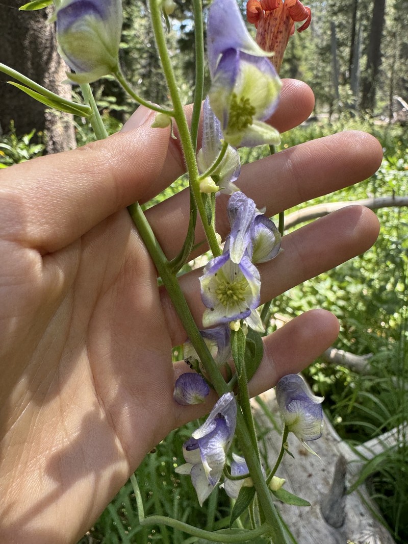 Aconitum columbianum var. howellii photo 7